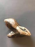 Triceratops Tooth